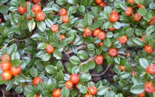 Cotoneaster dammeri 'Major'