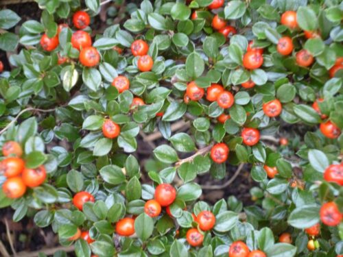 Cotoneaster dammeri 'Major' - Obrázek 1