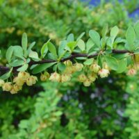 BERBERIS THUNBERGII 'GREEN CARPET' 15–20 cm