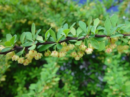 BERBERIS THUNBERGII 'GREEN CARPET' 15–20 cm - Obrázek 1