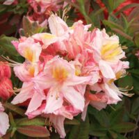 Azalea (KH) 'Berryrose' 30–40 cm