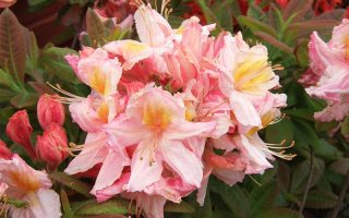 Azalea (KH) 'Berryrose' 30–40 cm