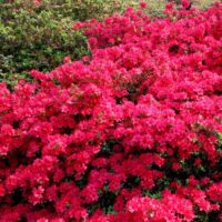 Azalea 'mollis', v. 30–40 cm