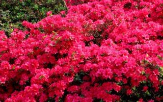 Azalea 'mollis', v. 30–40 cm