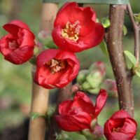 Chaenomeles spec. 'Hot Fire' 90KM