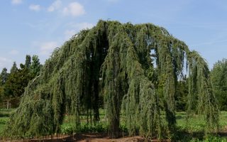 Cedrus libani 'Glauca Pendula'
