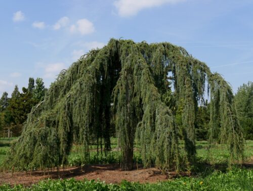 Cedrus libani 'Glauca Pendula' - Obrázek 1