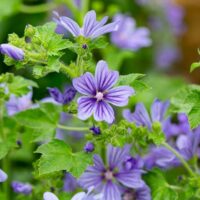 Malva sylvestris 'Primley Blue'