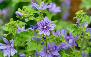 Malva sylvestris 'Primley Blue'