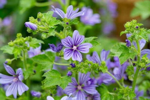 Malva sylvestris 'Primley Blue' - Obrázek 1