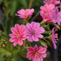 Lewisia cotyledon 'Sunset Strain'