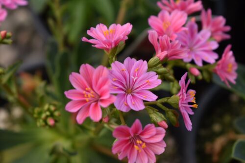 Lewisia cotyledon 'Sunset Strain' - Obrázek 1