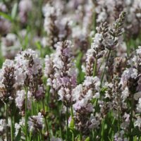 Lavandula angustifolia 'Loddon Pink'