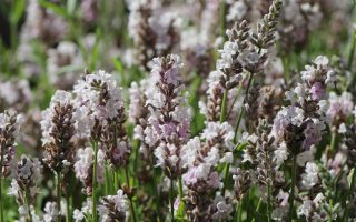 Lavandula angustifolia 'Loddon Pink'