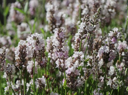 Lavandula angustifolia 'Loddon Pink' - Obrázek 1