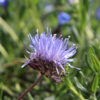 Jasione laevis 'Blaulicht' | 'Blue Light'