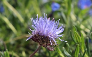 Jasione laevis 'Blaulicht' | 'Blue Light'