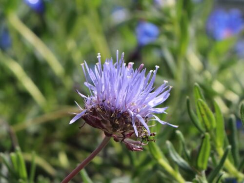 Jasione laevis 'Blaulicht' | 'Blue Light' - Obrázek 1