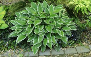 Hosta fortunei 'Francee'