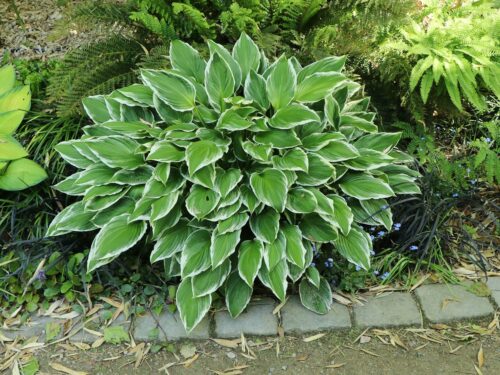 Hosta fortunei 'Francee' - Image 1