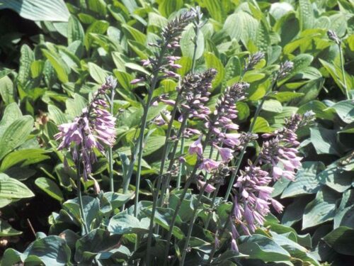 Hosta 'Blue Cadet' - Obrázek 1