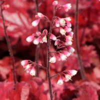 Heuchera 'Fire Chief'