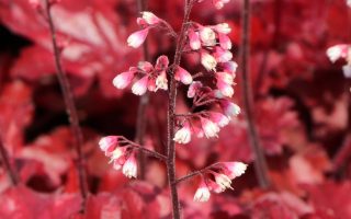 Heuchera 'Fire Chief'
