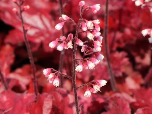 Heuchera 'Fire Chief' - Obrázek 1