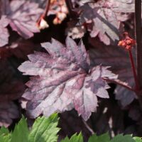 Heuchera 'Shanghai'