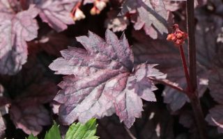 Heuchera 'Shanghai'