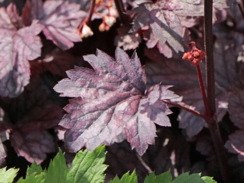 Heuchera 'Shanghai' - Obrázek 1