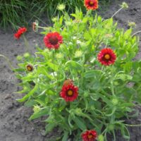 Gaillardia grandiflora 'Burgunder'
