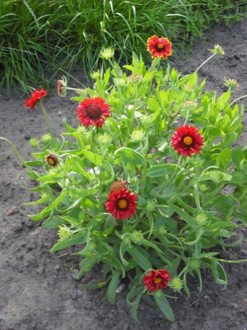 Gaillardia grandiflora 'Burgunder' - Obrázek 1