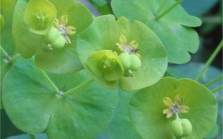 Euphorbia amygdaloides