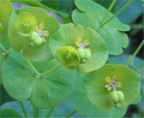 Euphorbia amygdaloides - Obrázek 1