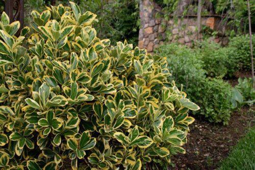 Euonymus japonicus - Obrázek 1