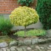 Euonymus fortunei 'Emerald´n Gold' - Stromkový - kontejner 5 l, v. kmínku 100 cm