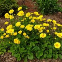 Doronicum orientale 'Little Leo'