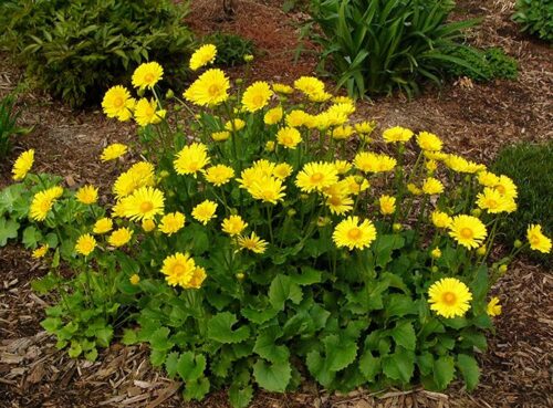 Doronicum orientale 'Little Leo' - Obrázek 1