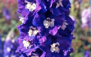 Delphinium pacific ´King Arthur´