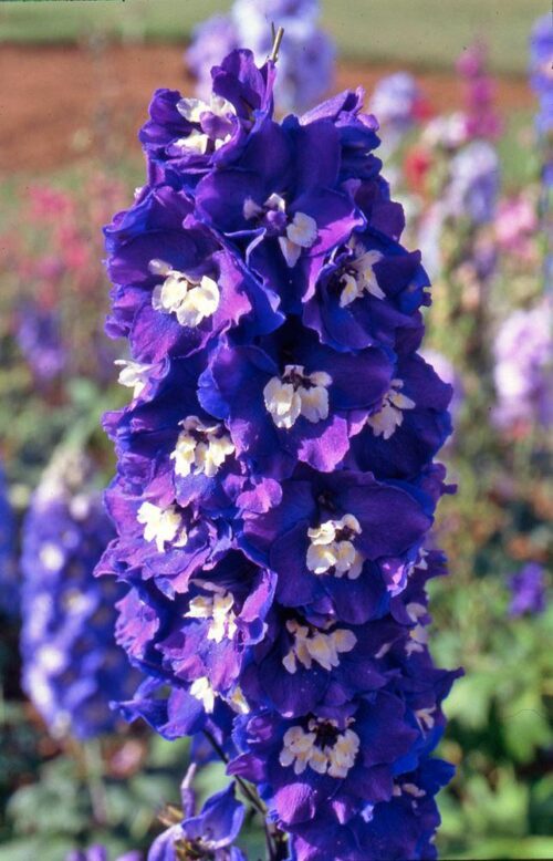 Delphinium pacific ´King Arthur´ - Obrázek 1