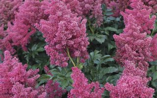 Astilbe japonica Düsseldorf
