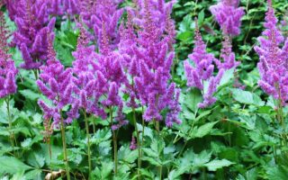 Astilbe chinensis  Maggie Daley