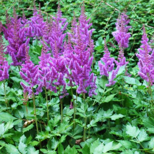 Astilbe chinensis  Maggie Daley - Image 1