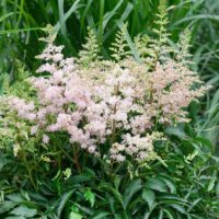 Astilbe arendsii Snowdrift