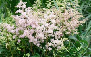 Astilbe arendsii Snowdrift