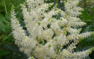 Astilbe arendsii Brautshleier