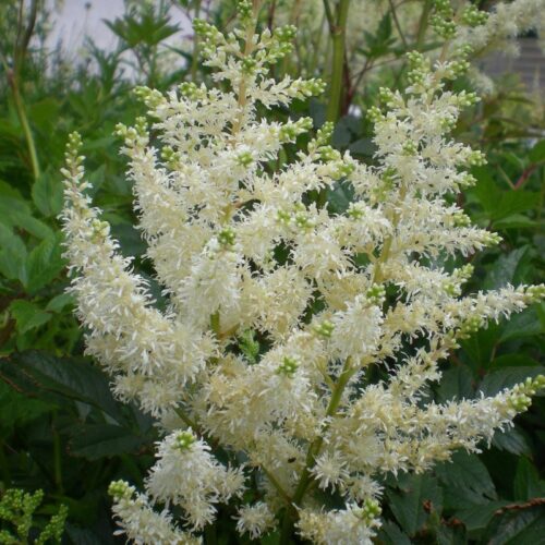 Astilbe arendsii Brautshleier - Obrázek 1