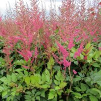 Astilbe arendsii Anita Pfeifer