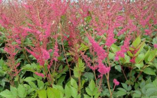 Astilbe arendsii Anita Pfeifer